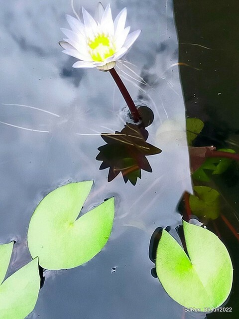 t Water Lily at Green World Hotel Nangang branch ,Taipei, Taiwan, SJKen, Jun 5, 2022.