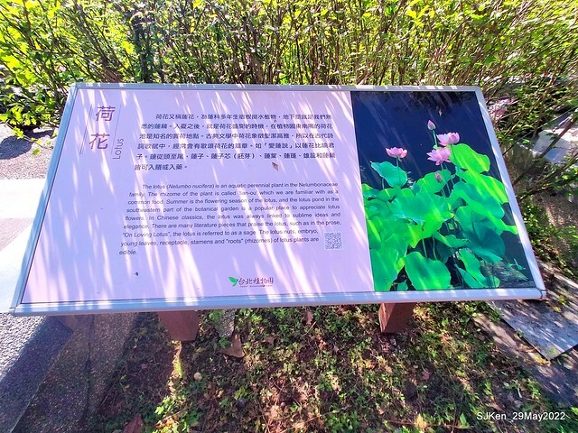 「台北植物園賞荷 」(Taipei Botanic garden Lotus pool), Taipei, Taiwan, SJKen, May 29, 2022.
