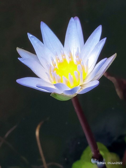 t Water Lily at Green World Hotel Nangang branch ,Taipei, Taiwan, SJKen, Jun 5, 2022.