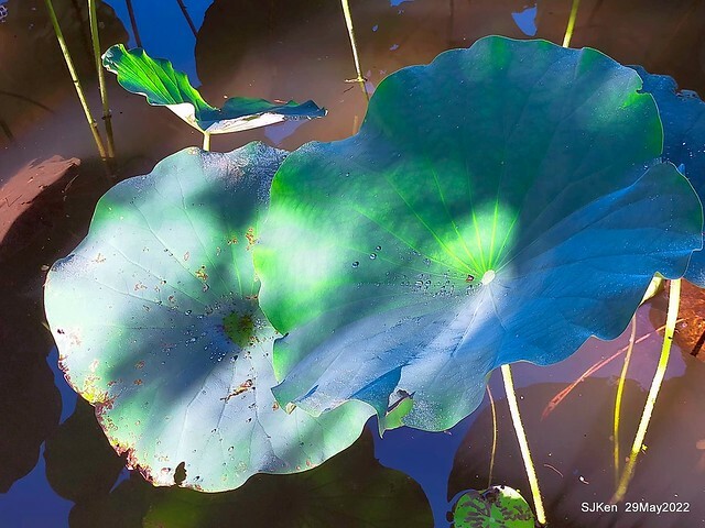 「台北植物園賞荷 」(Taipei Botanic garden Lotus pool), Taipei, Taiwan, SJKen, May 29, 2022.