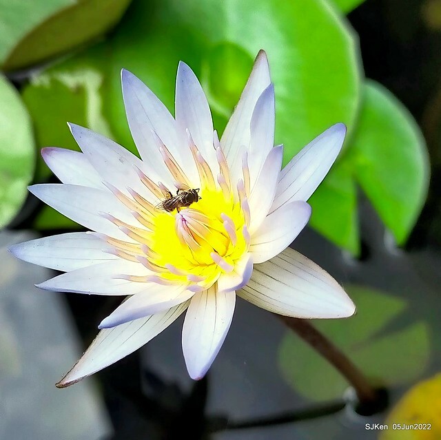 t Water Lily at Green World Hotel Nangang branch ,Taipei, Taiwan, SJKen, Jun 5, 2022.