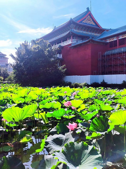 「台北植物園賞荷 」(Taipei Botanic garden Lotus pool), Taipei, Taiwan, SJKen, May 29, 2022.