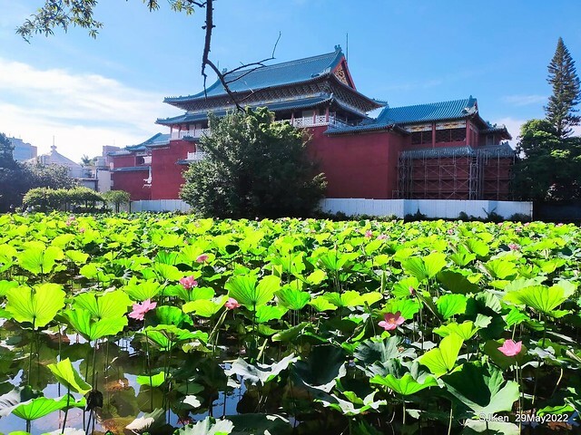 「台北植物園賞荷 」(Taipei Botanic garden Lotus pool), Taipei, Taiwan, SJKen, May 29, 2022.