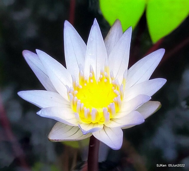 t Water Lily at Green World Hotel Nangang branch ,Taipei, Taiwan, SJKen, Jun 5, 2022.