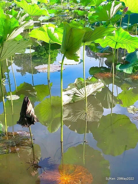 「台北植物園賞荷 」(Taipei Botanic garden Lotus pool), Taipei, Taiwan, SJKen, May 29, 2022.