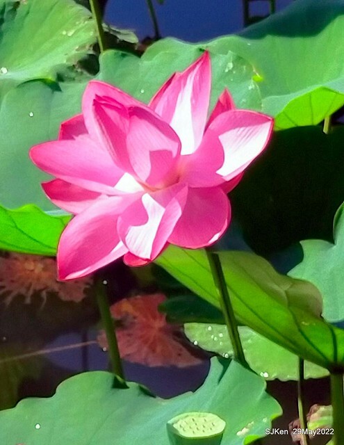 「台北植物園賞荷 」(Taipei Botanic garden Lotus pool), Taipei, Taiwan, SJKen, May 29, 2022.