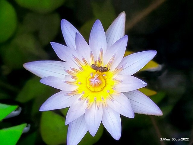 t Water Lily at Green World Hotel Nangang branch ,Taipei, Taiwan, SJKen, Jun 5, 2022.