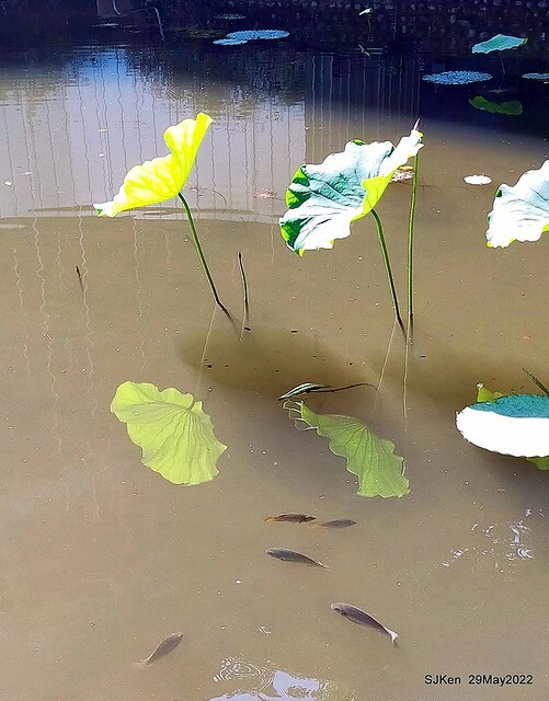 「台北植物園賞荷 」(Taipei Botanic garden Lotus pool), Taipei, Taiwan, SJKen, May 29, 2022.
