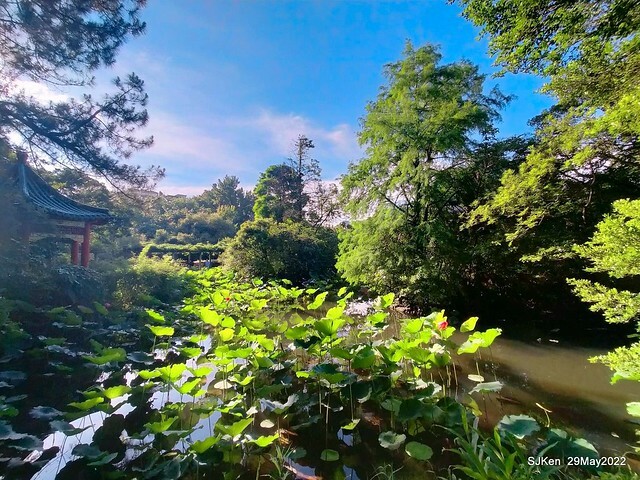 「台北植物園賞荷 」(Taipei Botanic garden Lotus pool), Taipei, Taiwan, SJKen, May 29, 2022.