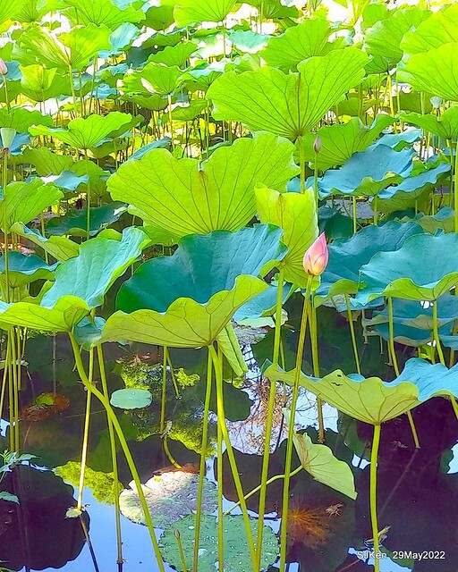 「台北植物園賞荷 」(Taipei Botanic garden Lotus pool), Taipei, Taiwan, SJKen, May 29, 2022.