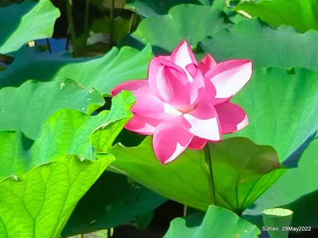 「台北植物園賞荷 」(Taipei Botanic garden Lotus pool), Taipei, Taiwan, SJKen, May 29, 2022.