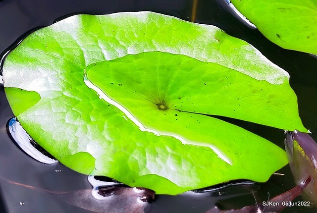 t Water Lily at Green World Hotel Nangang branch ,Taipei, Taiwan, SJKen, Jun 5, 2022.