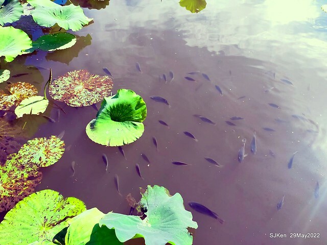 「台北植物園賞荷 」(Taipei Botanic garden Lotus pool), Taipei, Taiwan, SJKen, May 29, 2022.