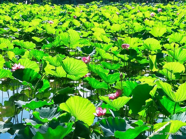 「台北植物園賞荷 」(Taipei Botanic garden Lotus pool), Taipei, Taiwan, SJKen, May 29, 2022.