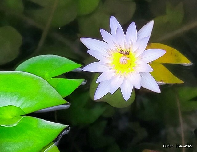 t Water Lily at Green World Hotel Nangang branch ,Taipei, Taiwan, SJKen, Jun 5, 2022.