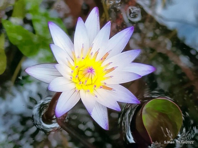 t Water Lily at Green World Hotel Nangang branch ,Taipei, Taiwan, SJKen, Jun 5, 2022.