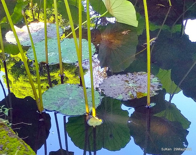 「台北植物園賞荷 」(Taipei Botanic garden Lotus pool), Taipei, Taiwan, SJKen, May 29, 2022.