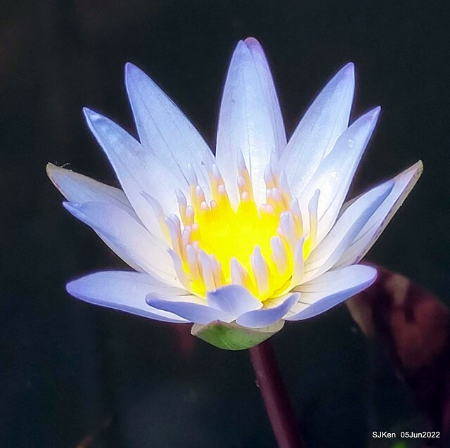 t Water Lily at Green World Hotel Nangang branch ,Taipei, Taiwan, SJKen, Jun 5, 2022.