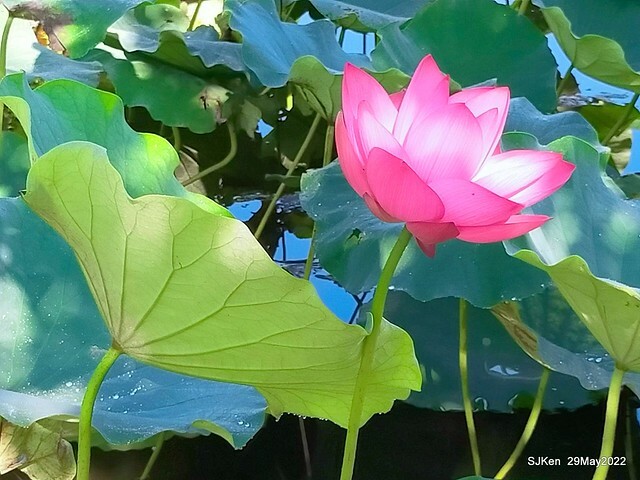 「台北植物園賞荷 」(Taipei Botanic garden Lotus pool), Taipei, Taiwan, SJKen, May 29, 2022.
