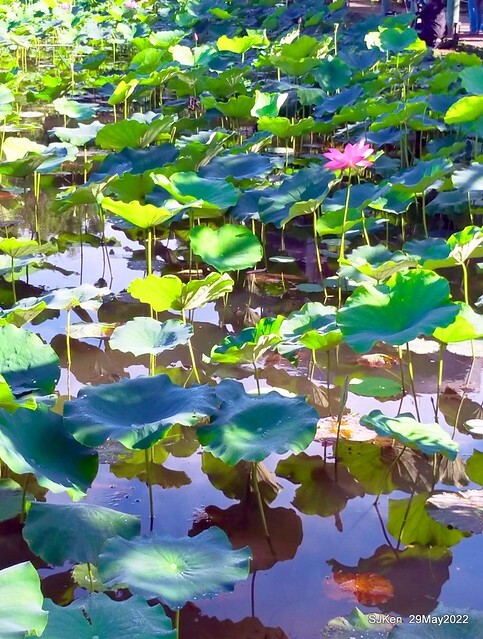 「台北植物園賞荷 」(Taipei Botanic garden Lotus pool), Taipei, Taiwan, SJKen, May 29, 2022.