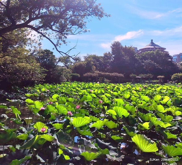 「台北植物園賞荷 」(Taipei Botanic garden Lotus pool), Taipei, Taiwan, SJKen, May 29, 2022.
