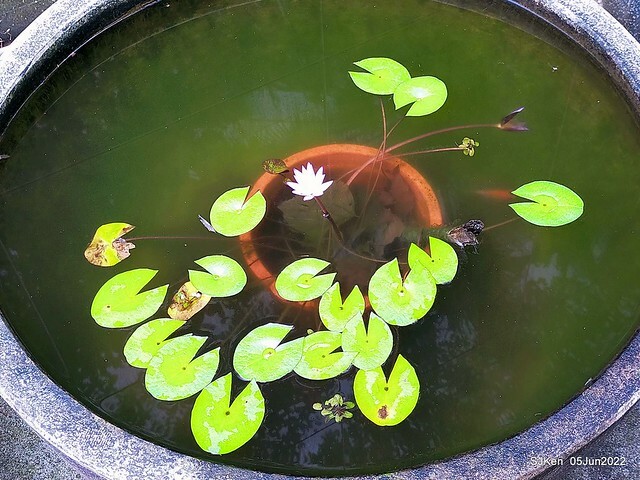 t Water Lily at Green World Hotel Nangang branch ,Taipei, Taiwan, SJKen, Jun 5, 2022.