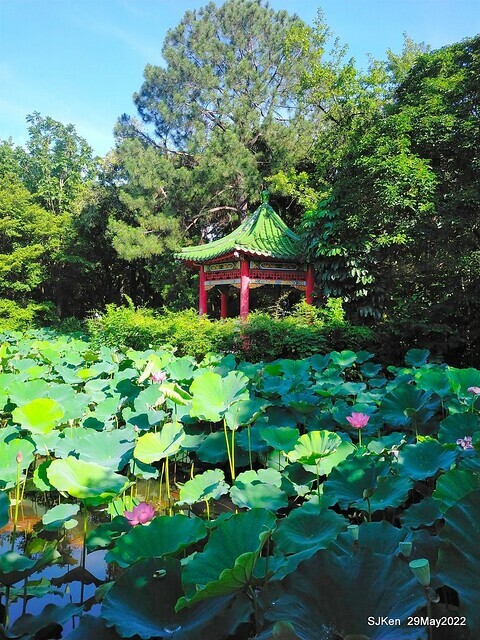 「台北植物園賞荷 」(Taipei Botanic garden Lotus pool), Taipei, Taiwan, SJKen, May 29, 2022.