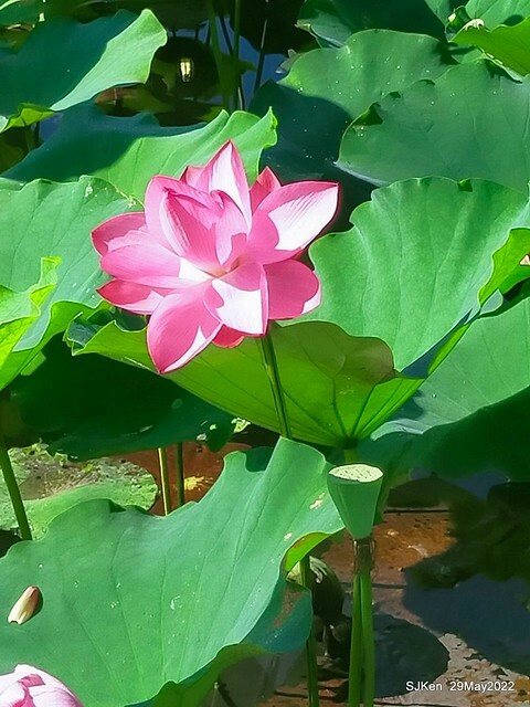 「台北植物園賞荷 」(Taipei Botanic garden Lotus pool), Taipei, Taiwan, SJKen, May 29, 2022.