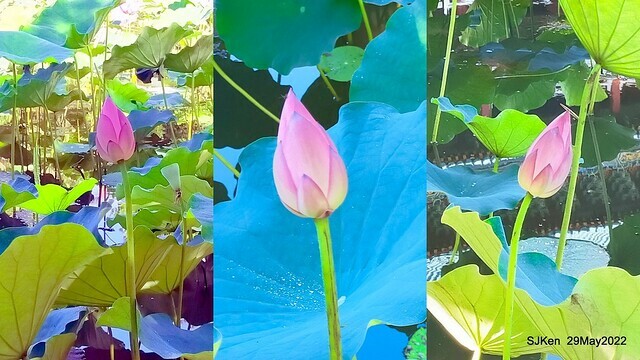 「台北植物園賞荷 」(Taipei Botanic garden Lotus pool), Taipei, Taiwan, SJKen, May 29, 2022.