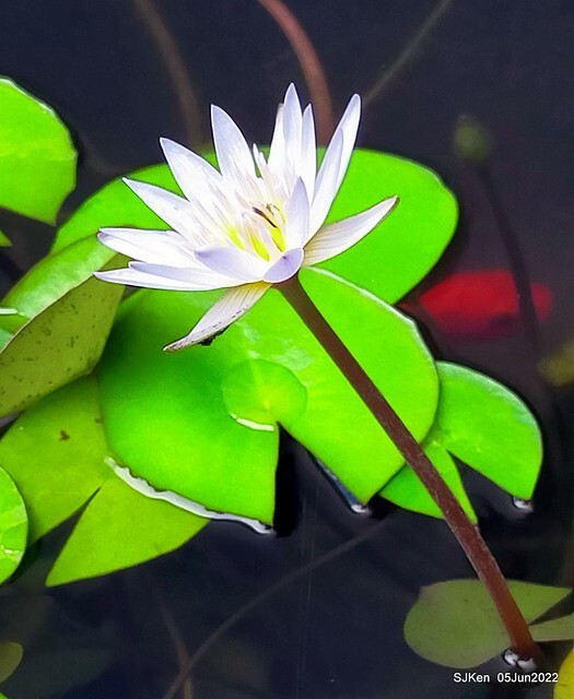 t Water Lily at Green World Hotel Nangang branch ,Taipei, Taiwan, SJKen, Jun 5, 2022.