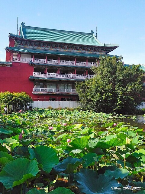 「台北植物園賞荷 」(Taipei Botanic garden Lotus pool), Taipei, Taiwan, SJKen, May 29, 2022.