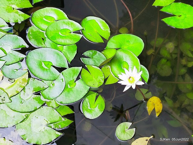 t Water Lily at Green World Hotel Nangang branch ,Taipei, Taiwan, SJKen, Jun 5, 2022.