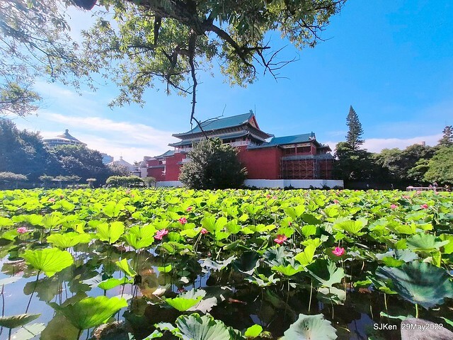 「台北植物園賞荷 」(Taipei Botanic garden Lotus pool), Taipei, Taiwan, SJKen, May 29, 2022.