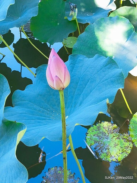 「台北植物園賞荷 」(Taipei Botanic garden Lotus pool), Taipei, Taiwan, SJKen, May 29, 2022.