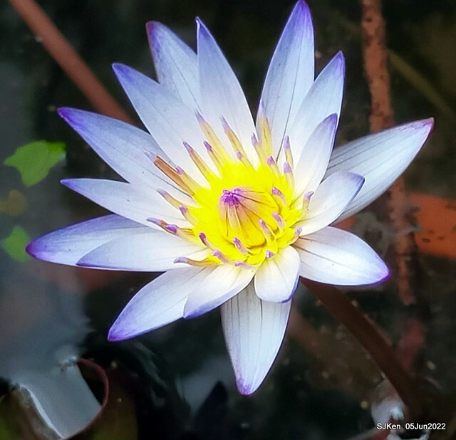 t Water Lily at Green World Hotel Nangang branch ,Taipei, Taiwan, SJKen, Jun 5, 2022.