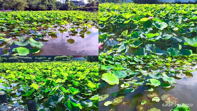 「台北植物園賞荷 」(Taipei Botanic garden Lotus pool), Taipei, Taiwan, SJKen, May 29, 2022.
