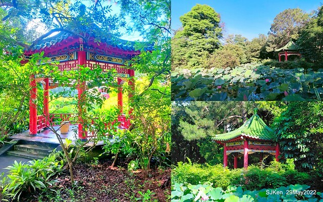 「台北植物園賞荷 」(Taipei Botanic garden Lotus pool), Taipei, Taiwan, SJKen, May 29, 2022.