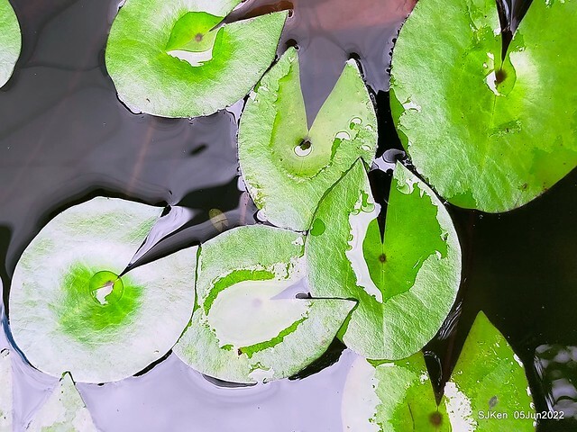 t Water Lily at Green World Hotel Nangang branch ,Taipei, Taiwan, SJKen, Jun 5, 2022.