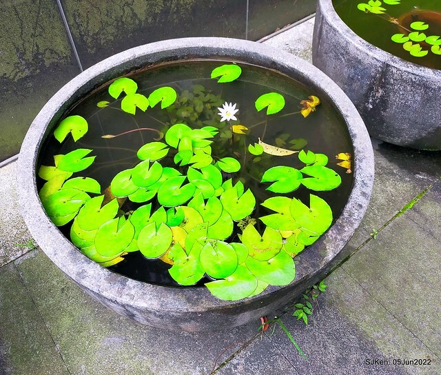 t Water Lily at Green World Hotel Nangang branch ,Taipei, Taiwan, SJKen, Jun 5, 2022.