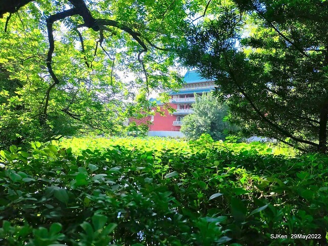 「台北植物園賞荷 」(Taipei Botanic garden Lotus pool), Taipei, Taiwan, SJKen, May 29, 2022.