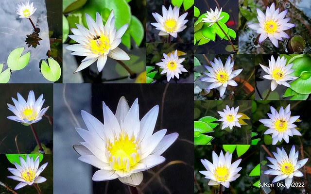 t Water Lily at Green World Hotel Nangang branch ,Taipei, Taiwan, SJKen, Jun 5, 2022.