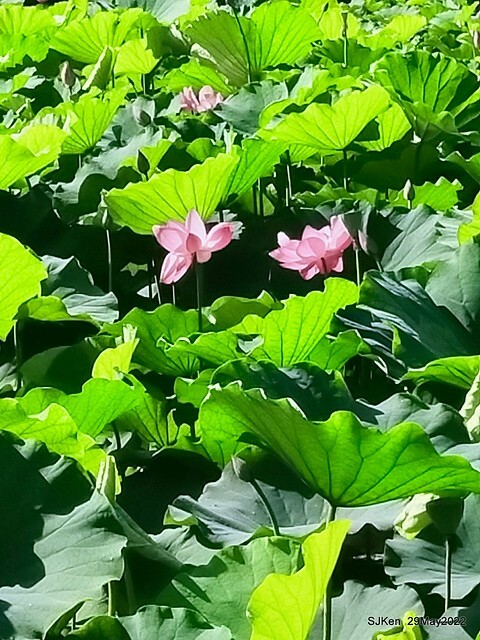 「台北植物園賞荷 」(Taipei Botanic garden Lotus pool), Taipei, Taiwan, SJKen, May 29, 2022.