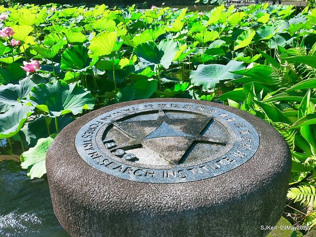 「台北植物園賞荷 」(Taipei Botanic garden Lotus pool), Taipei, Taiwan, SJKen, May 29, 2022.