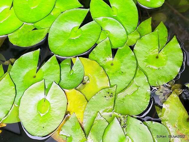 t Water Lily at Green World Hotel Nangang branch ,Taipei, Taiwan, SJKen, Jun 5, 2022.