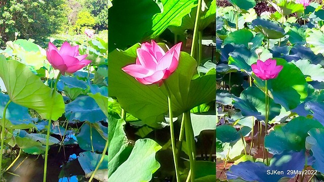 「台北植物園賞荷 」(Taipei Botanic garden Lotus pool), Taipei, Taiwan, SJKen, May 29, 2022.