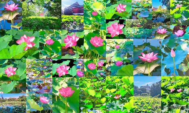「台北植物園賞荷 」(Taipei Botanic garden Lotus pool), Taipei, Taiwan, SJKen, May 29, 2022.