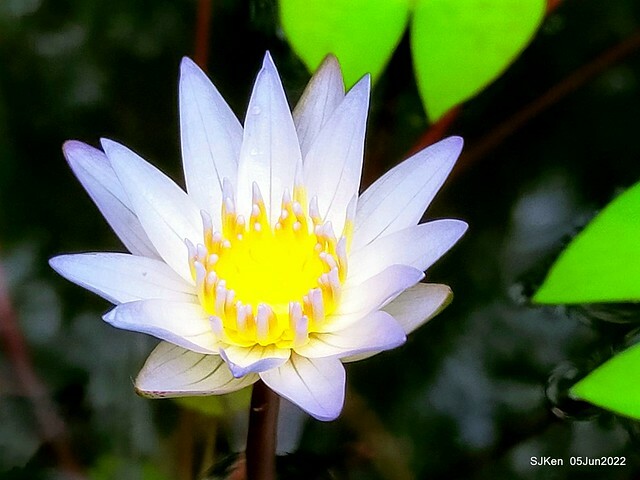 t Water Lily at Green World Hotel Nangang branch ,Taipei, Taiwan, SJKen, Jun 5, 2022.