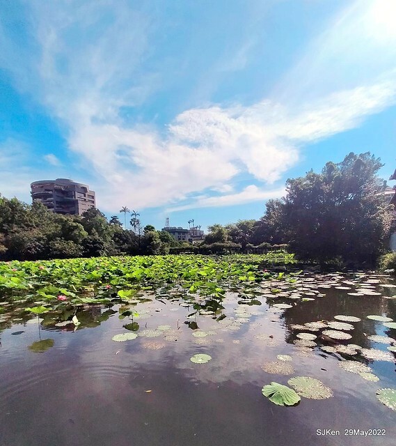 「台北植物園賞荷 」(Taipei Botanic garden Lotus pool), Taipei, Taiwan, SJKen, May 29, 2022.