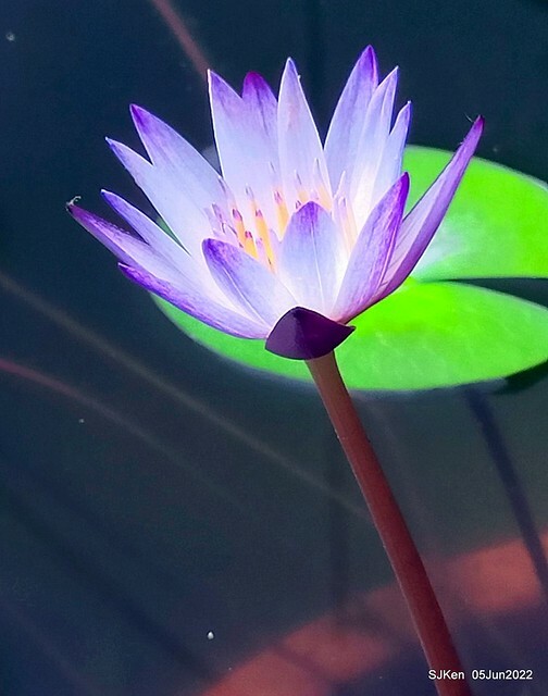 t Water Lily at Green World Hotel Nangang branch ,Taipei, Taiwan, SJKen, Jun 5, 2022.