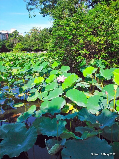 「台北植物園賞荷 」(Taipei Botanic garden Lotus pool), Taipei, Taiwan, SJKen, May 29, 2022.